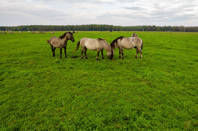 Horses grazing in a field