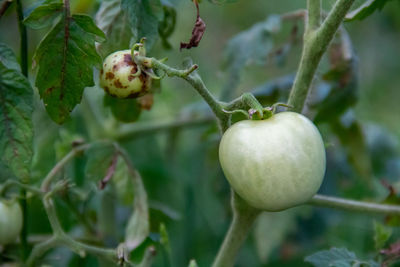 Close-up of tomato