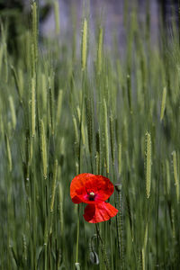 Close-up of red poppy flower