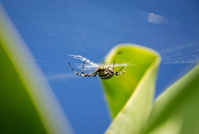 Close-up of spider on plant