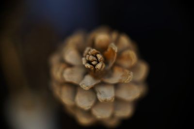 Close-up of pine cone on black background