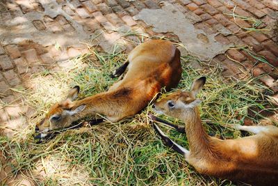 High angle view of deer relaxing at zoo