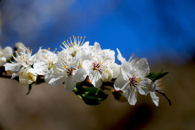 Close-up of white flowers on branch