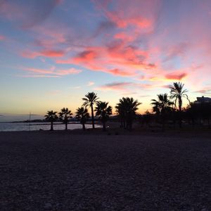 Palm trees on beach at sunset