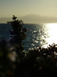 Close-up of plant against sea