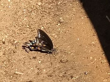 High angle view of butterfly on land