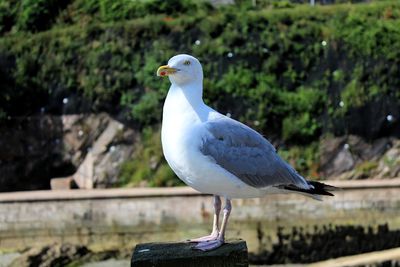 Seagull perching on retaining wall