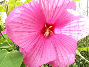 Close-up of pink hibiscus blooming outdoors