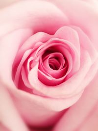 Close-up of pink rose