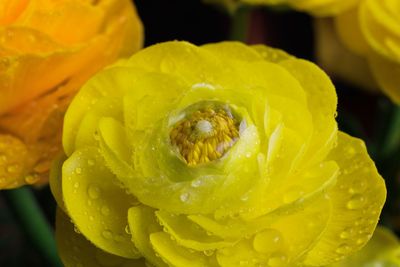 Close-up of wet yellow rose flower