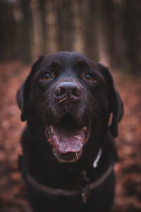 Close-up portrait of dog