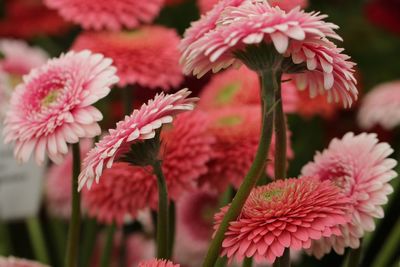 Close-up of red flowers blooming outdoors