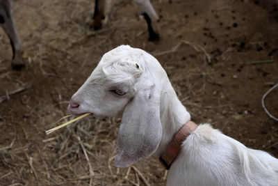 Close-up of goat holding twig in mouth on field