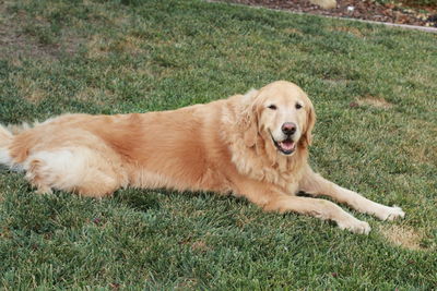 Golden retriever sitting on field