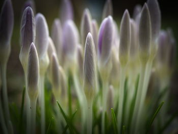 Close-up of purple crocus flowers on field