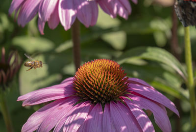 Close-up of bee on flower