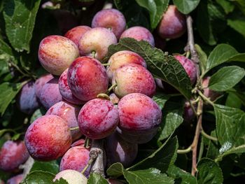 Close-up of plums growing on plant