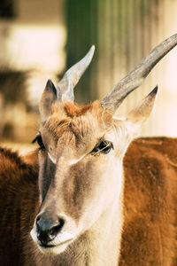 Close-up portrait of deer