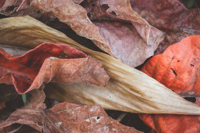 Full frame shot of dried autumn leaves