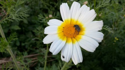 Close-up of yellow flower blooming outdoors