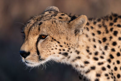 Close-up of a cat looking away