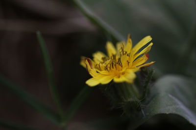 Close-up of yellow flower