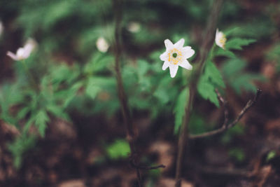 Close-up of flower blooming outdoors