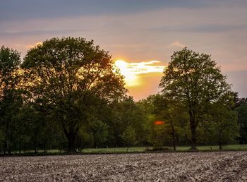 Trees on field against sky during sunset