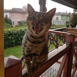 Portrait of cat on house against sky
