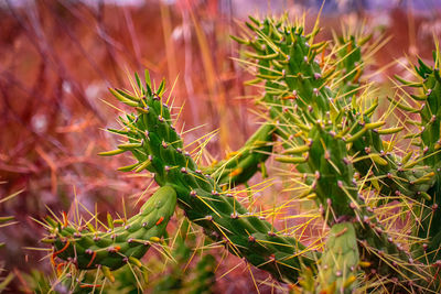 Close-up of cactus - eve's needle cactus also knows as austrolindropuntia subulata. 