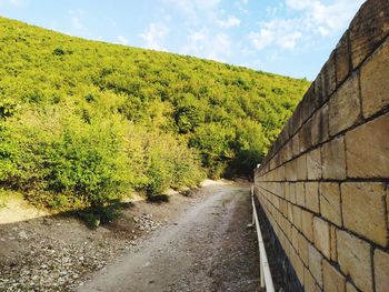 Dirt road amidst trees and plants against sky