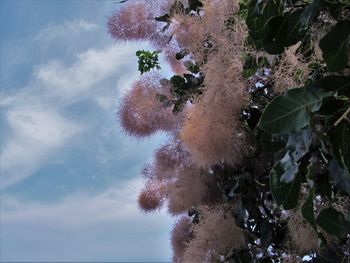 Reflection of trees in water