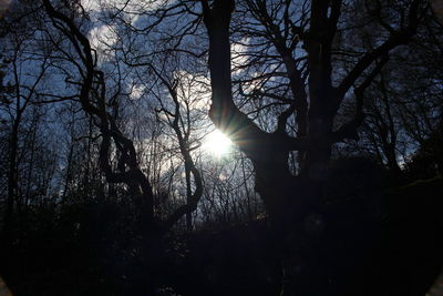 Sun shining through trees