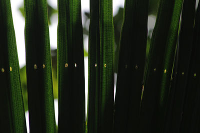 Close-up of bamboo