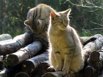 Close-up of tiger