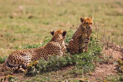 Cheetah on field