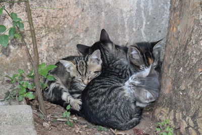 High angle view of cats sleeping