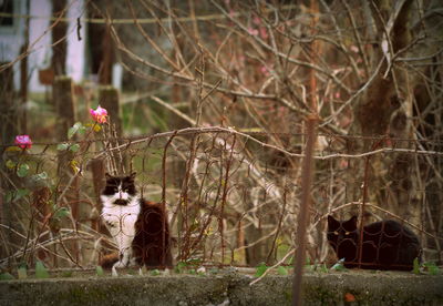 Cat against trees