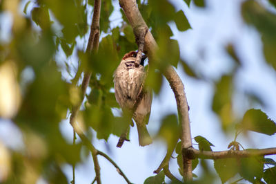 Low angle view of bird perching on tree