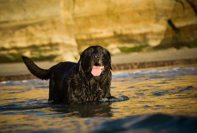 Black dog in water