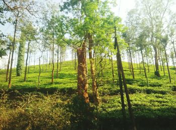 Trees on grassy field