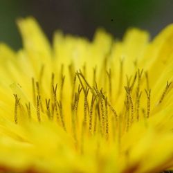 Close-up of flowers blooming in field