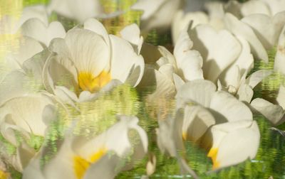 Close-up of white lilies