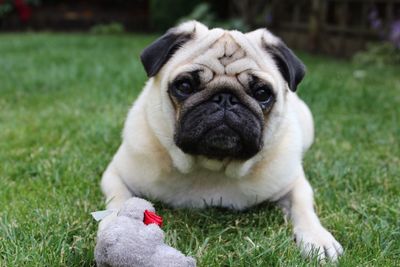 Portrait of dog on grass