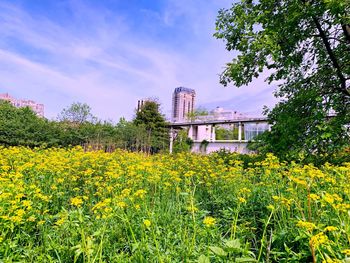 Yellow flowering plants on field against buildings