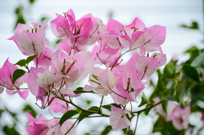 Close-up of pink bougainvillea blooming on tree