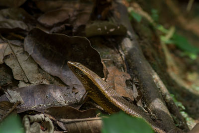 Close-up of lizard