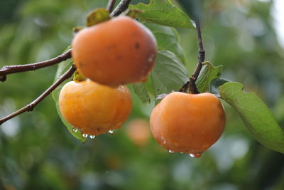 Close-up of fruits growing on tree during rainy season