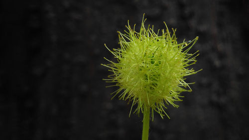 Close-up of plant