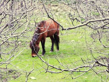 Horse grazing on grassy field